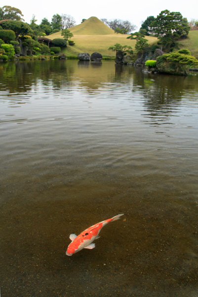 水前寺公園の鯉