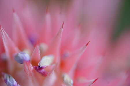 FíRIN 100mm F2.8 FE MACRO作例画像