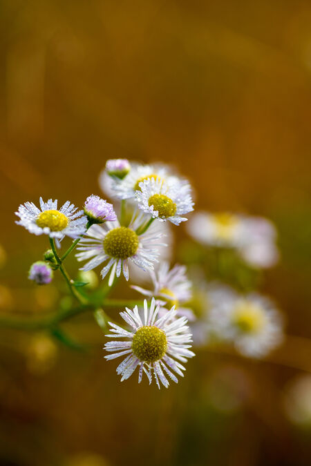 atx-i 100mm F2.8 FF MACRO作例画像