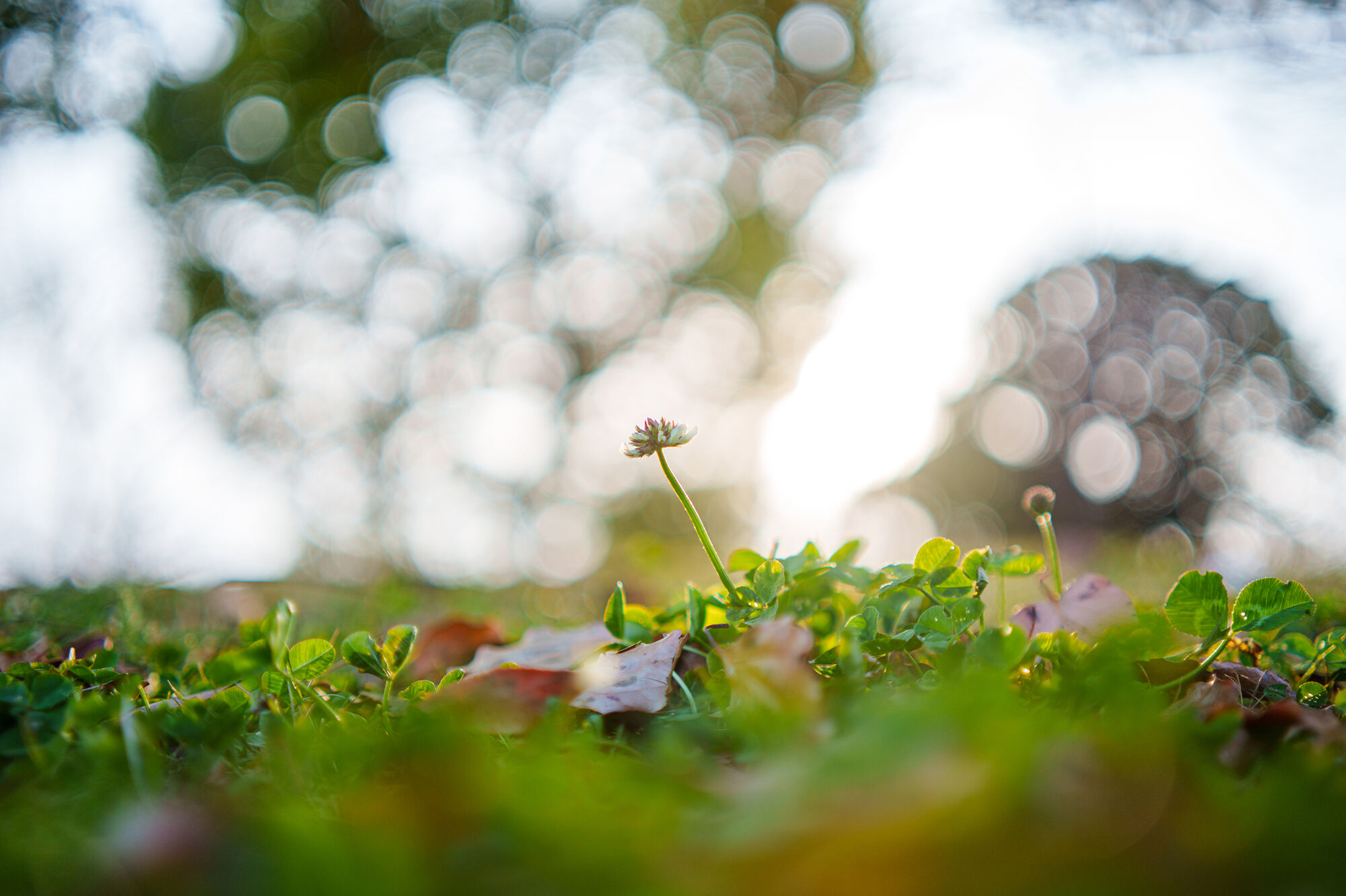 af35mm_f18p_fe_features02_2.jpg
