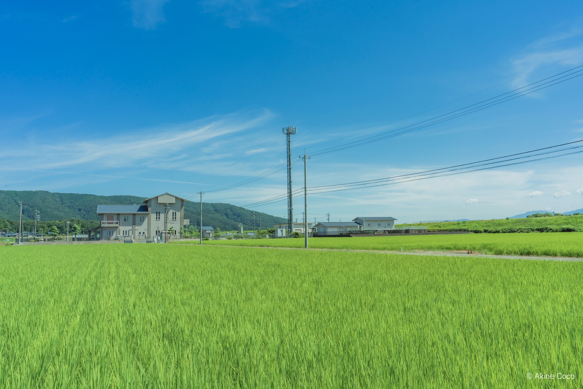 比較画像:NOSTALTONE GREEN使用