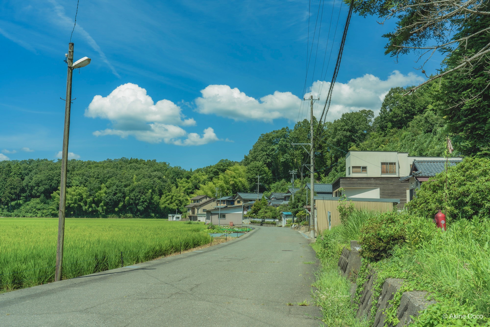 NOSTALTONE GREEN 作例