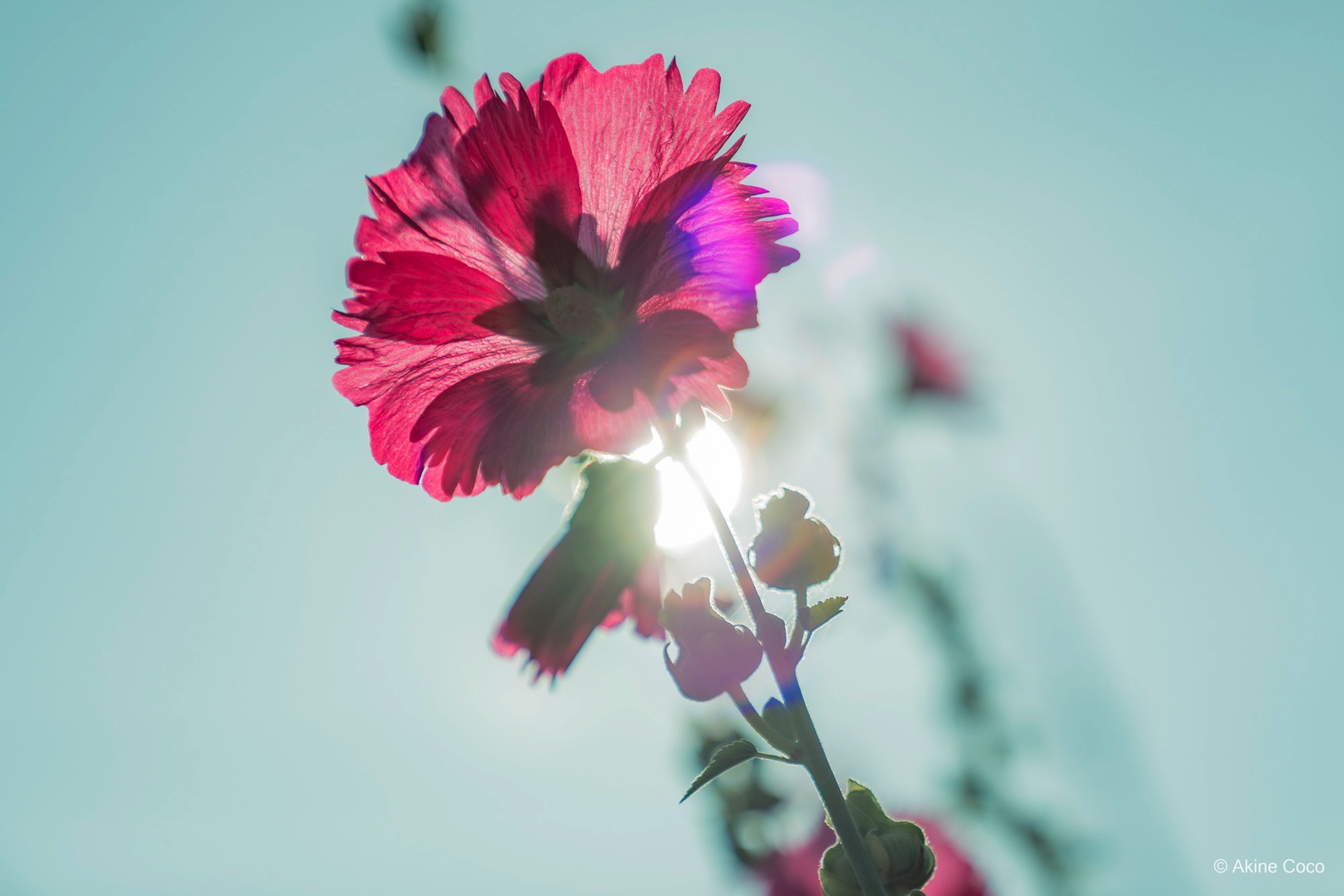 NOSTALTONE GREEN 作例