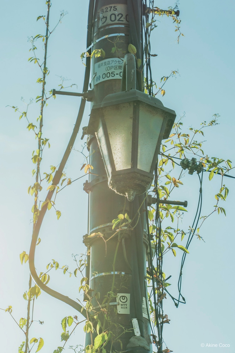 NOSTALTONE GREEN 作例