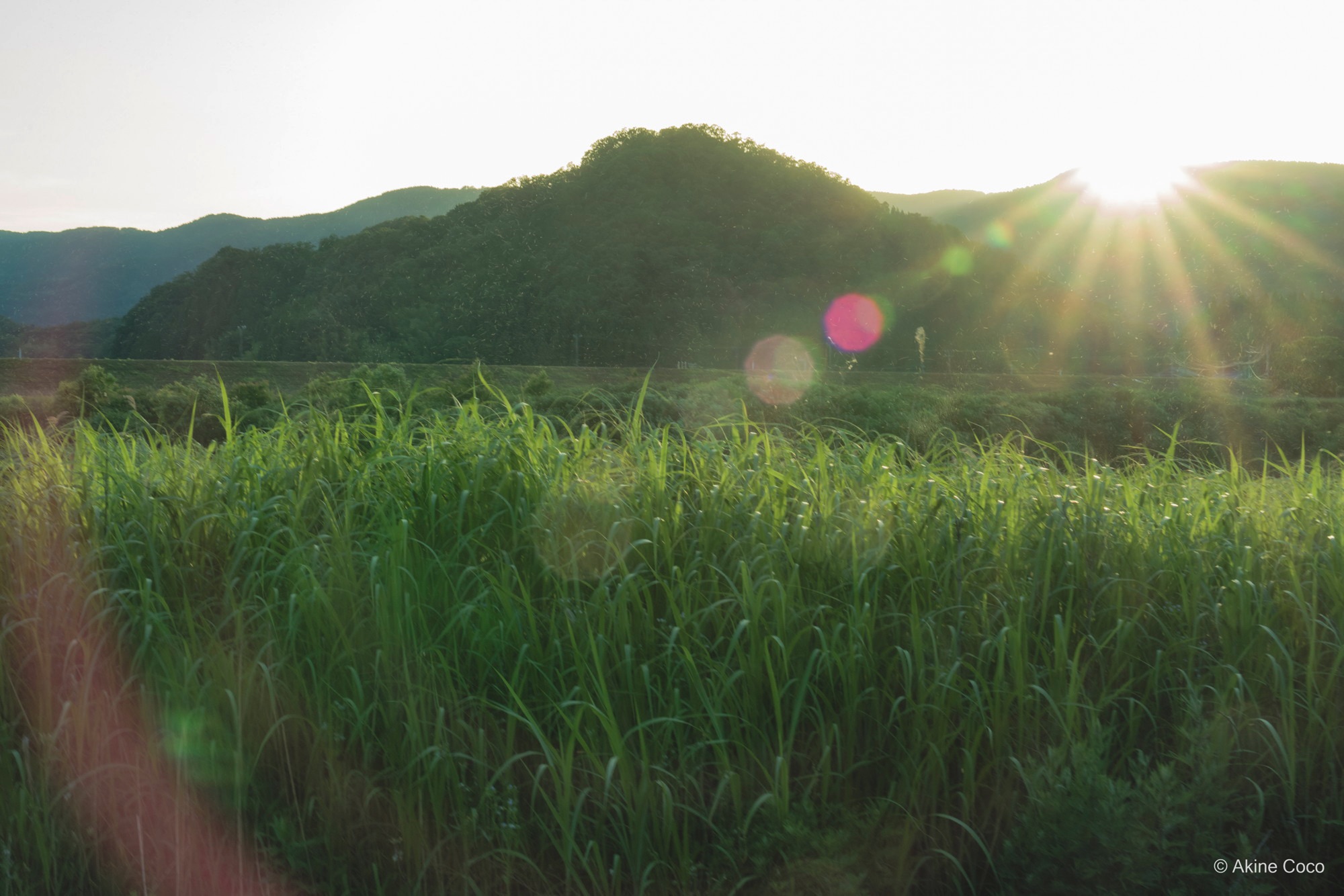 NOSTALTONE GREEN 作例