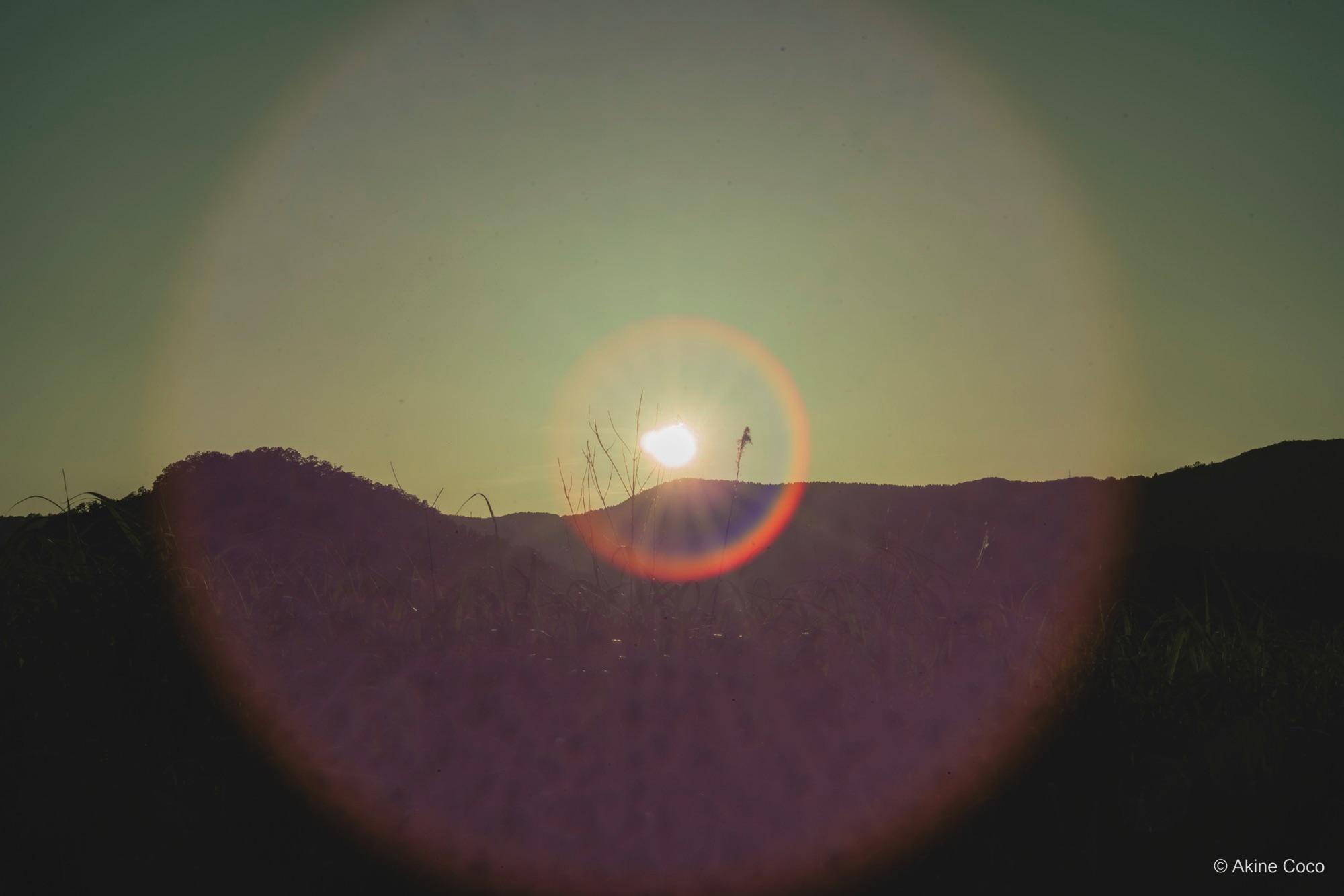 NOSTALTONE GREEN 作例