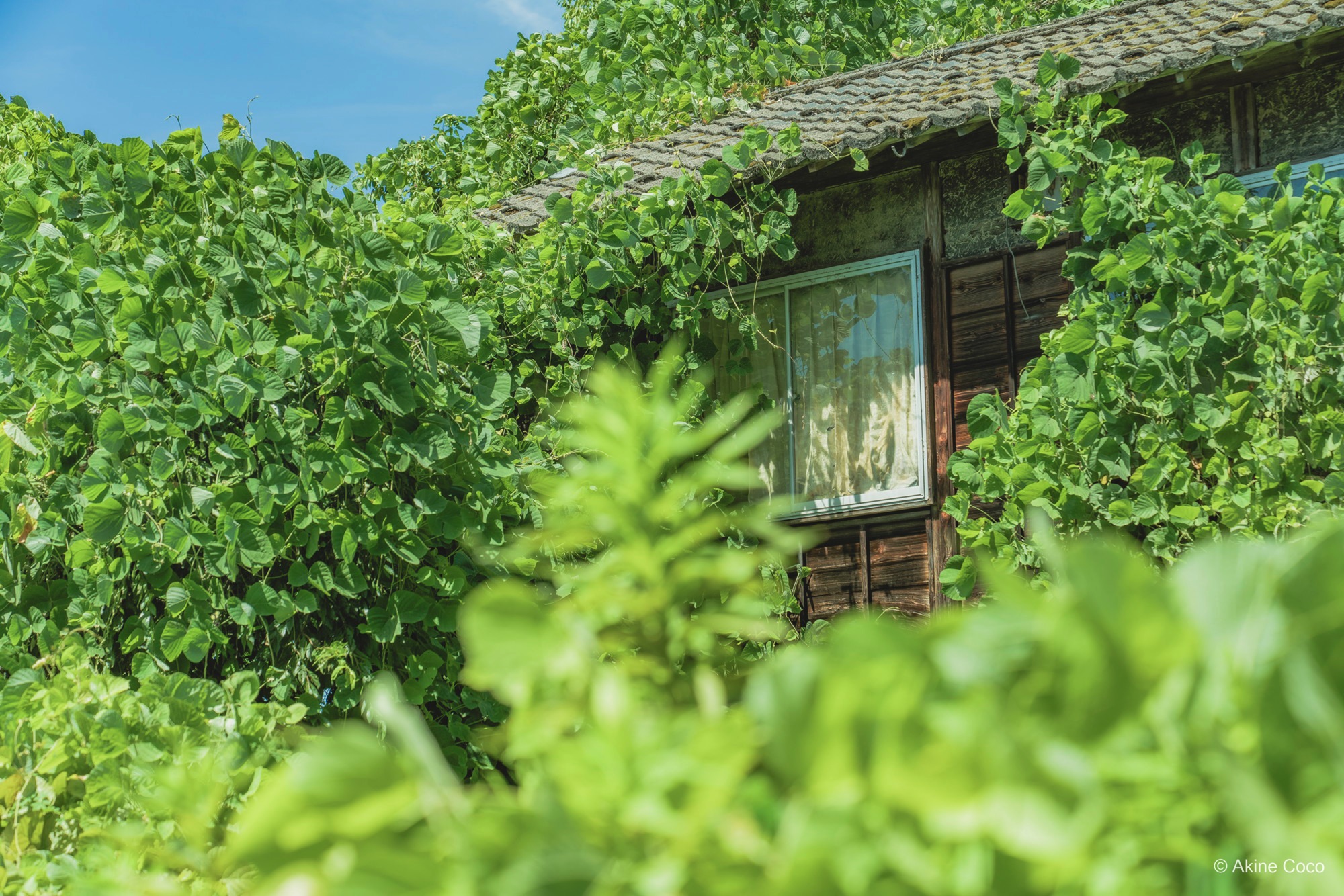 NOSTALTONE GREEN 作例