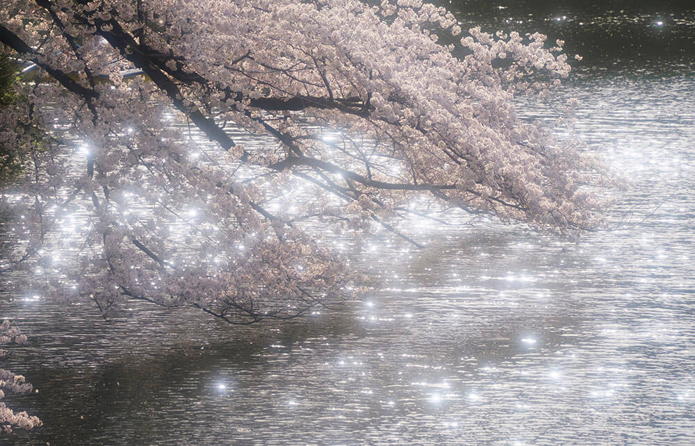 花・風景