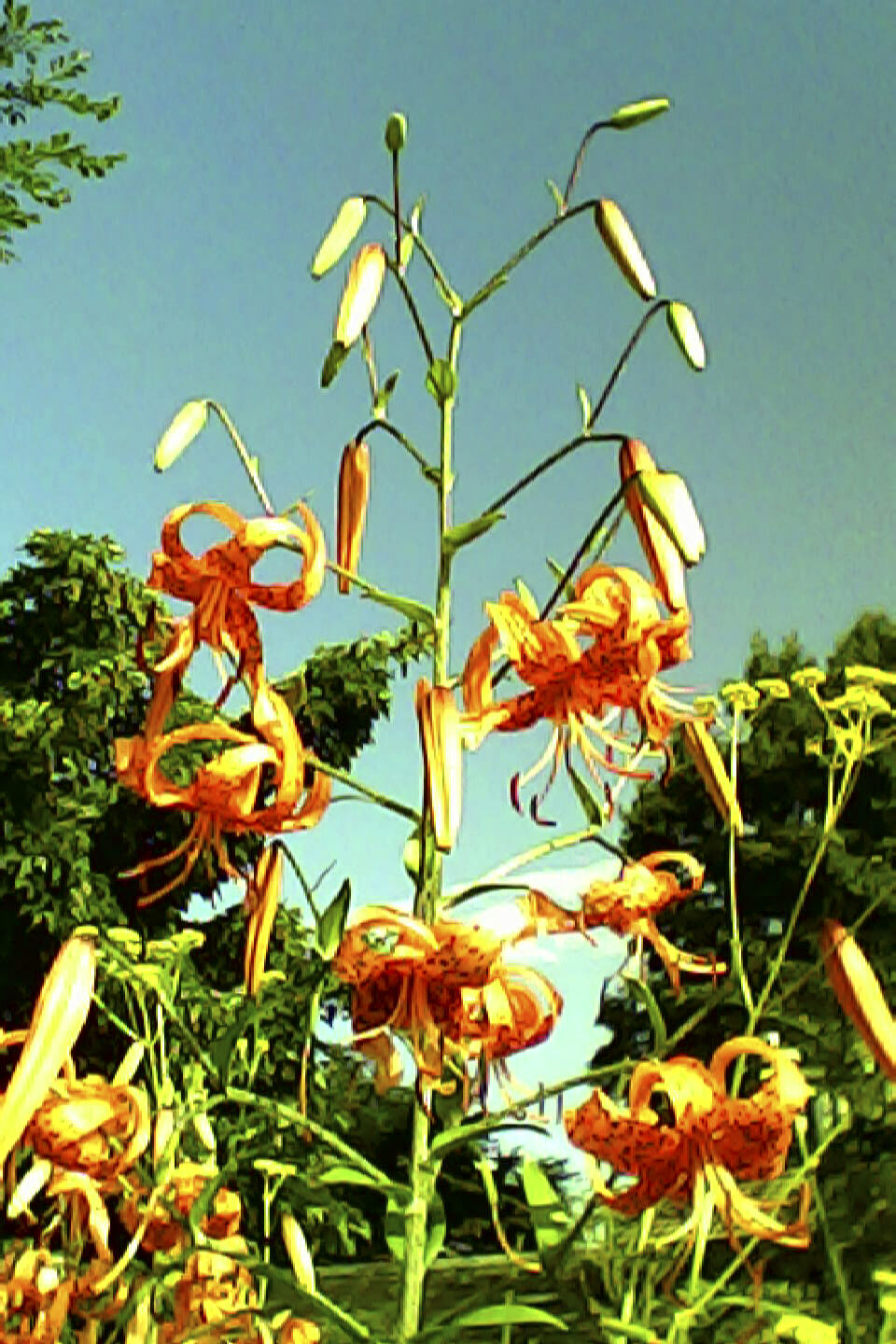 pieni3_sample07.jpg