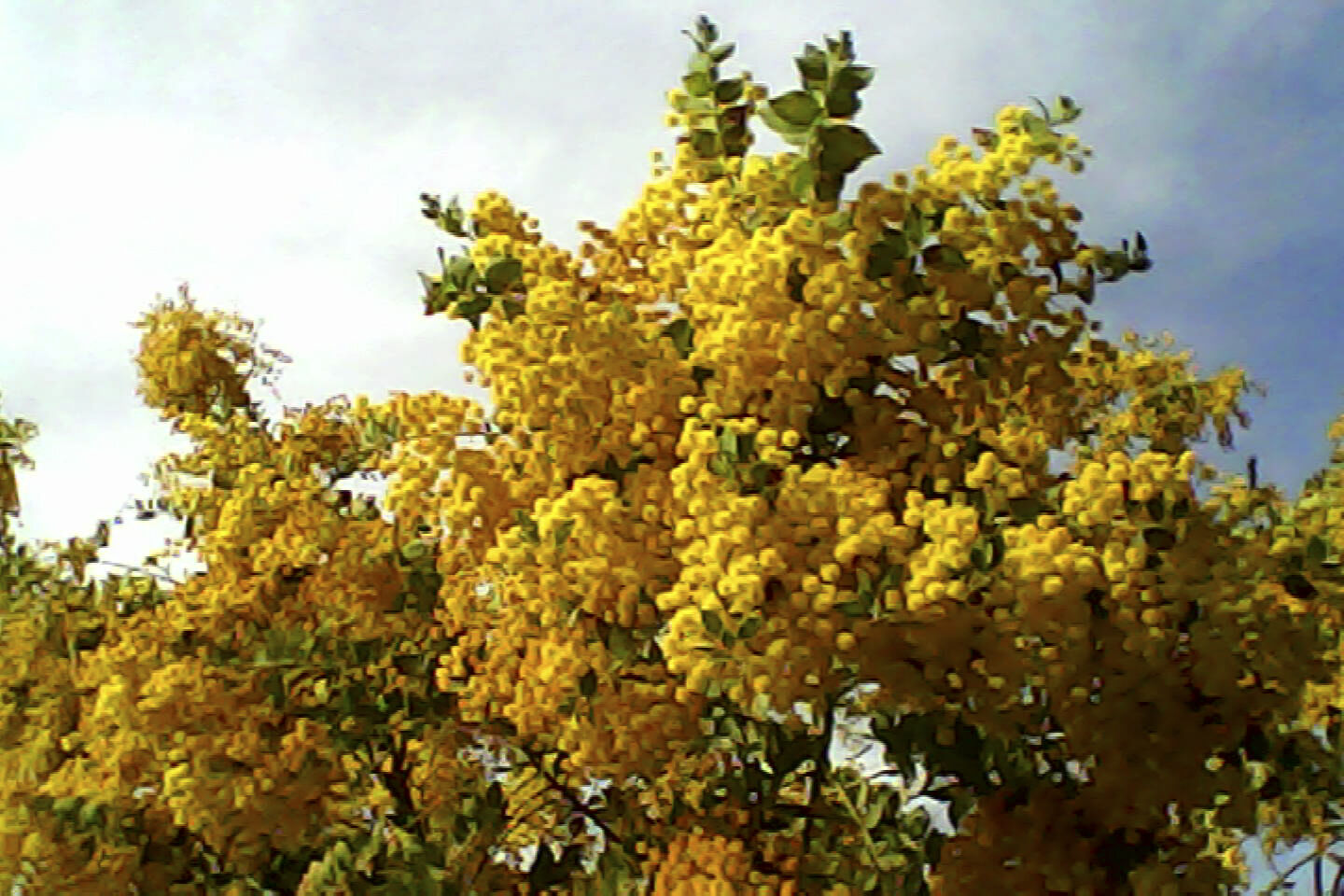 pieni3_sample11.jpg