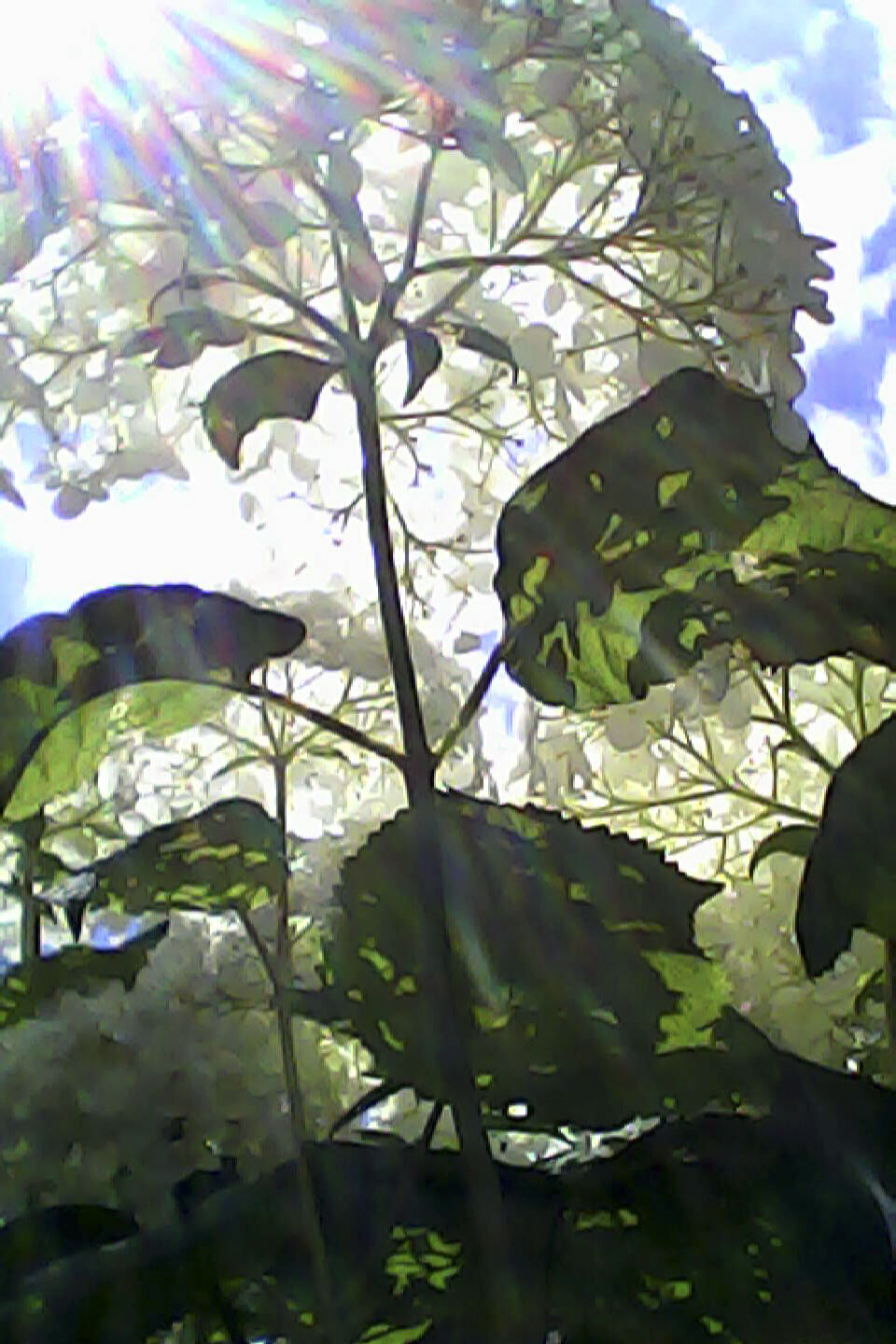 pieni3_sample14.jpg