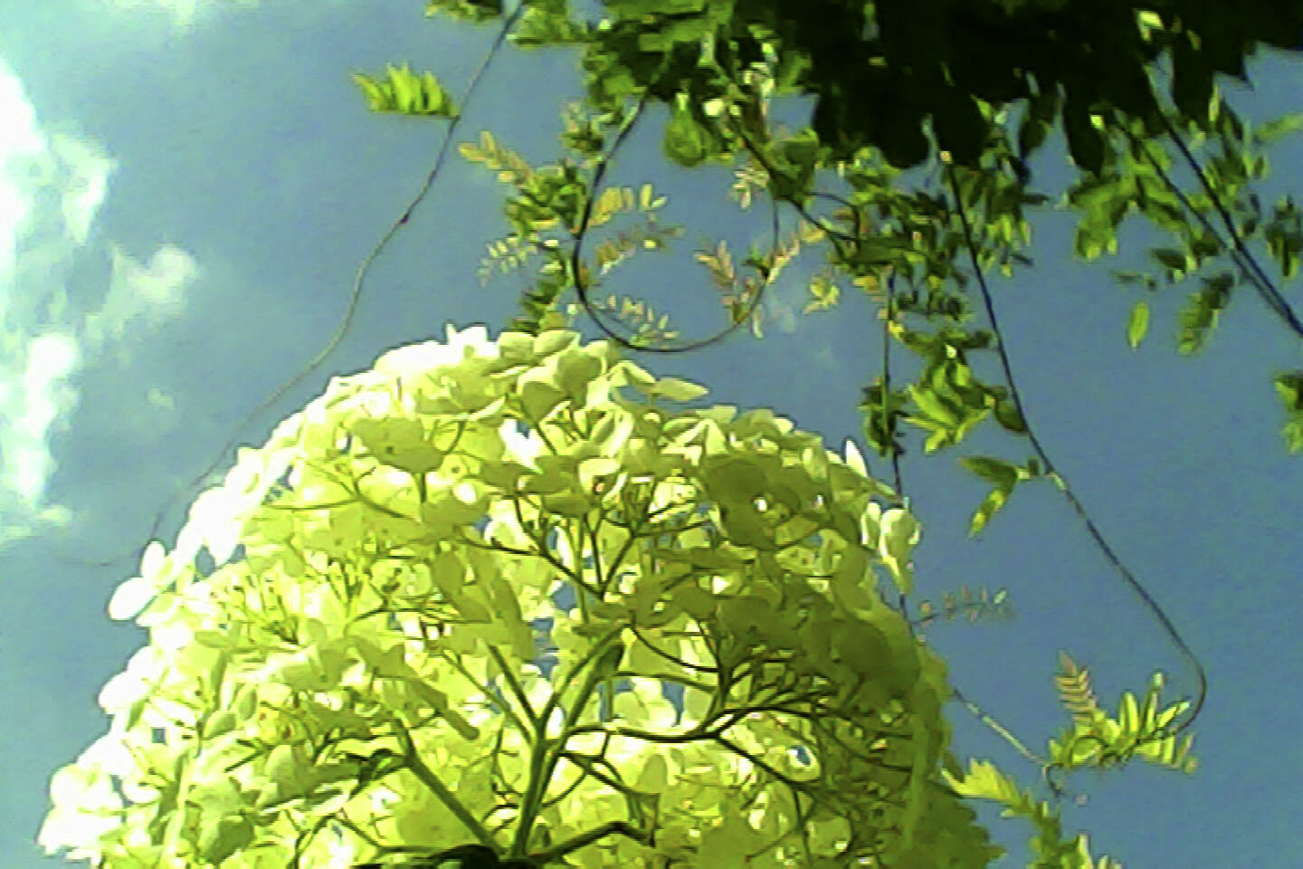 pieni3_sample15.jpg