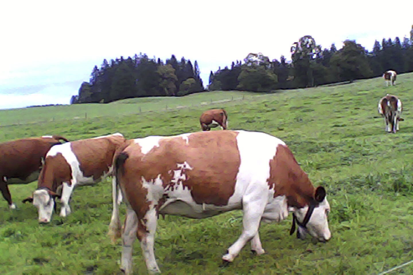 pieni3_sample25.jpg