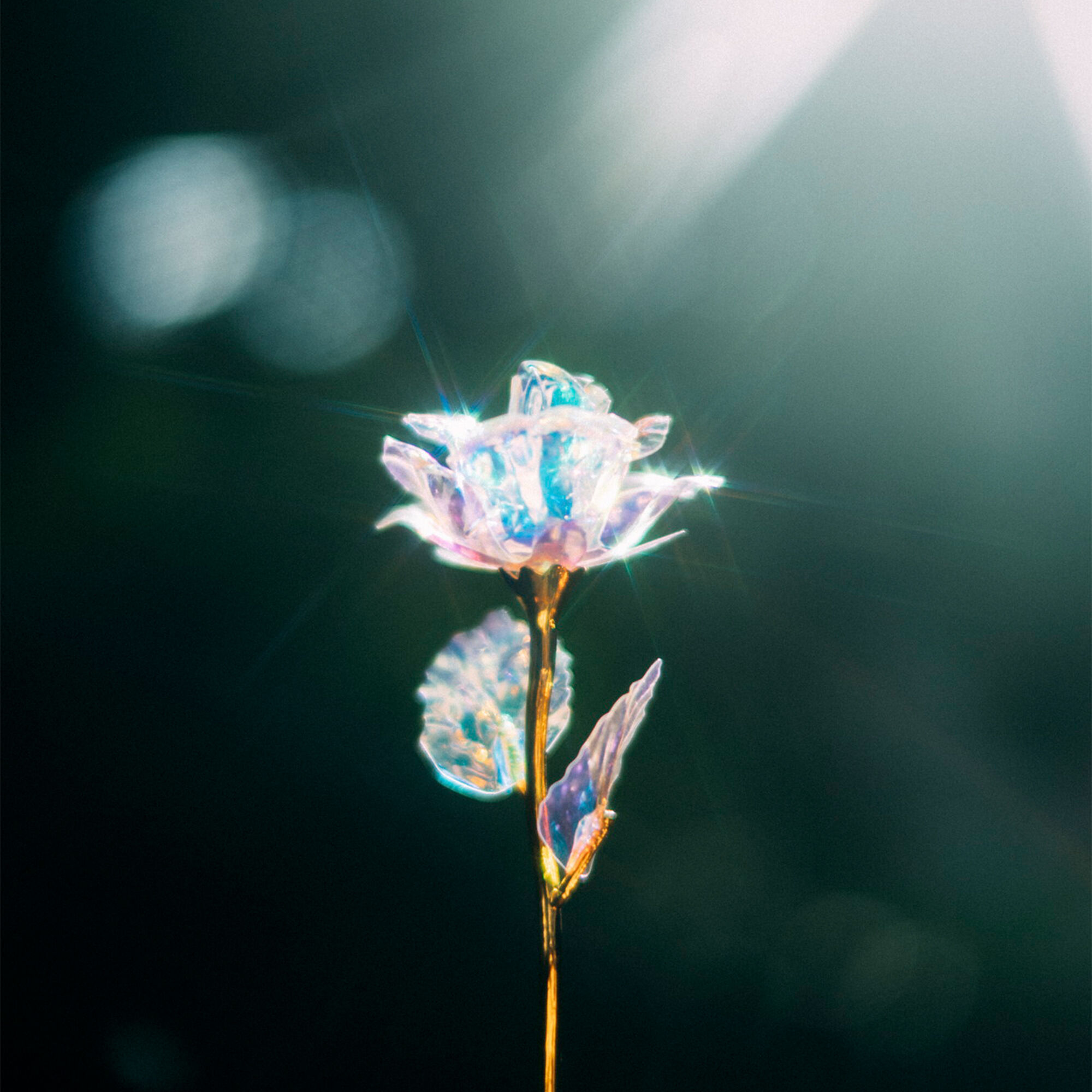 lotus_snow-cross_gallery02_thumb.jpg