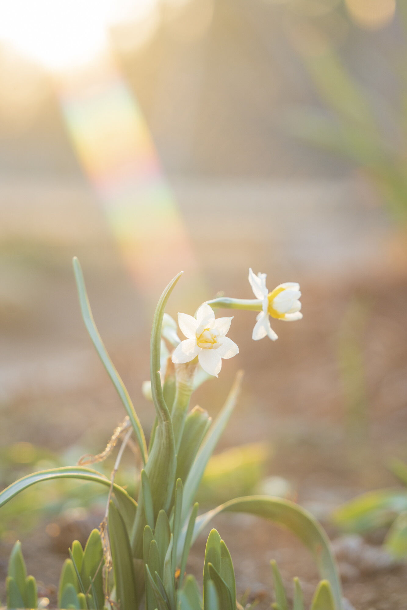 pro1d_natural-cross_features03_2.jpg