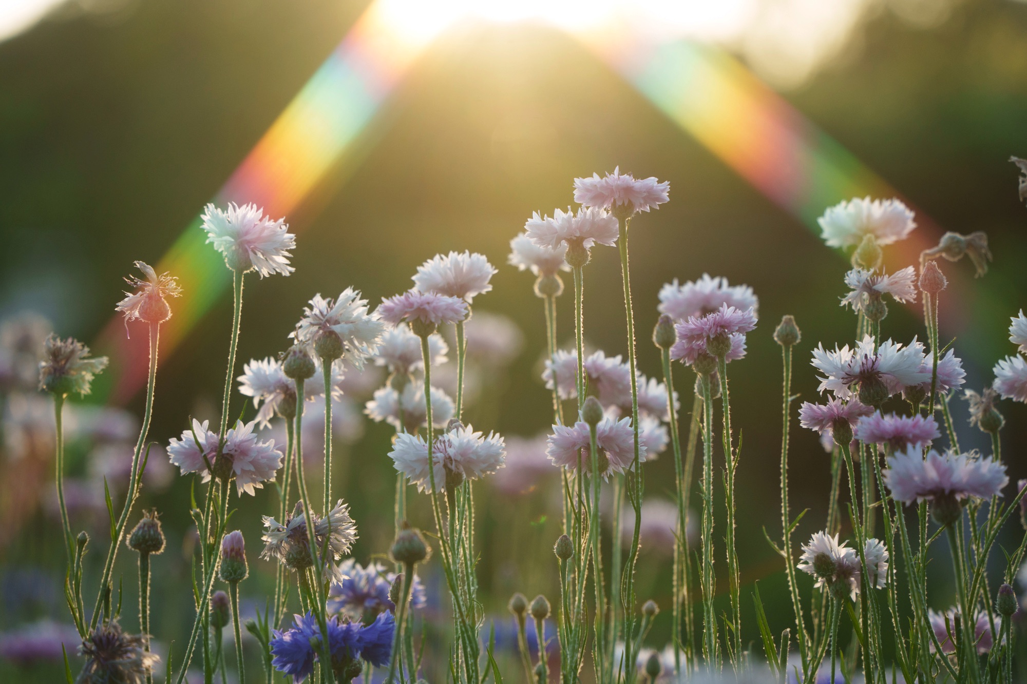 ナチュラルクロスで虹色の光線を写したヤグルマギの作例写真