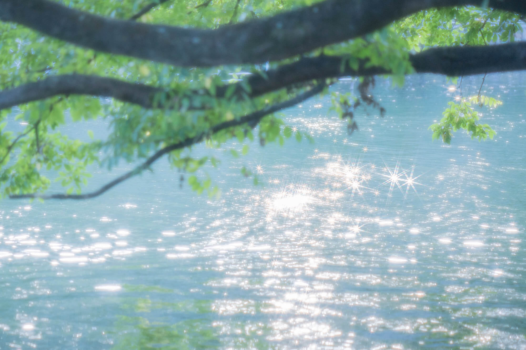 Twinkle Star 8X 特設ページ - KenkoTokina