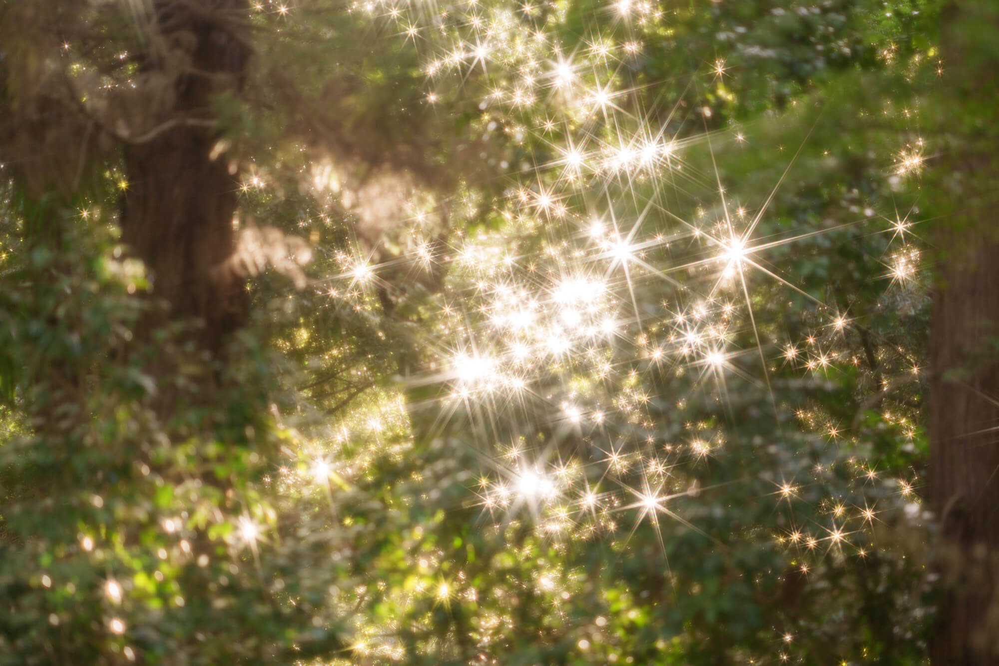 Twinkle Star 8X 特設ページ - KenkoTokina