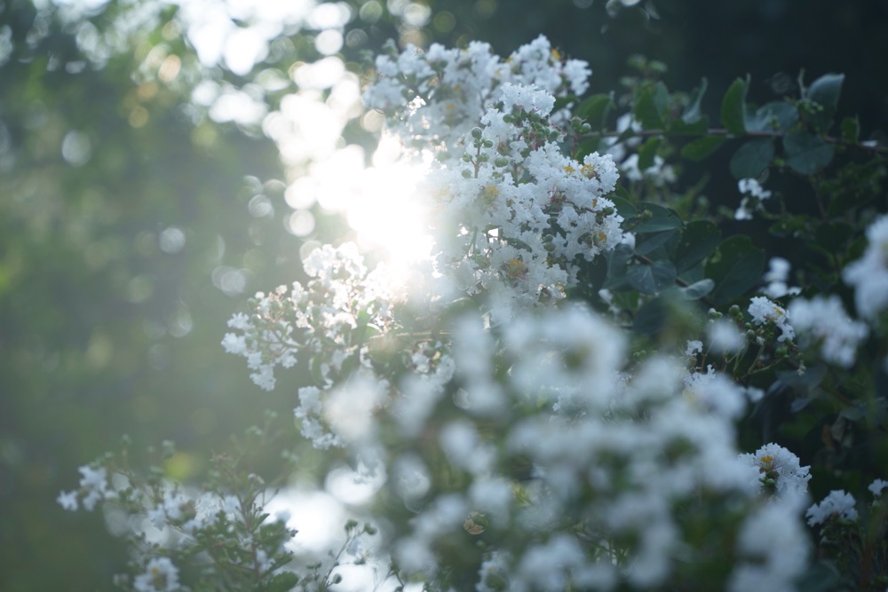 ホワイトミストNo.05作例14 by 酒井貴弘