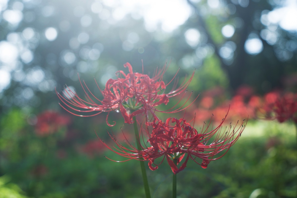 ホワイトミストNo.05作例15 by 酒井貴弘