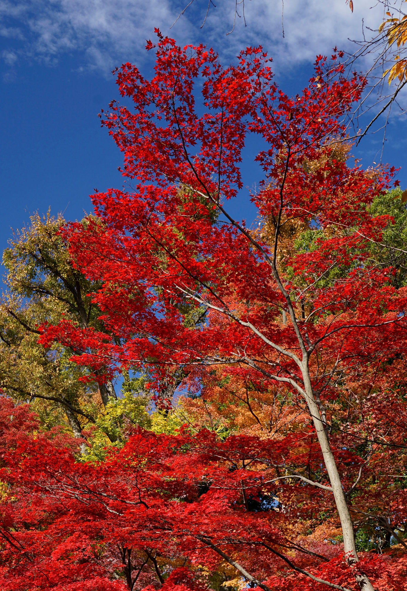 https://www.kenko-tokina.co.jp/mt-images/kouyou_zxpl.jpg