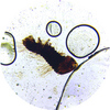 stv-012_silkwormlarva.jpg