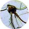 stv-012mp_mosquitohead.jpg