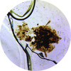 stv-012mp_plantlouse.jpg