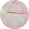 stv-012mp_simpleflatepithelium.jpg