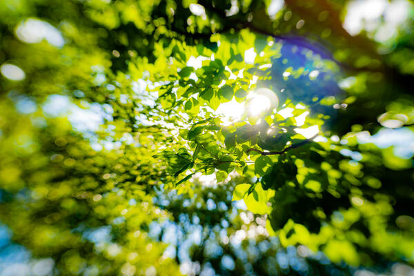 02_Yusuke_Sol45_05light is coming through the leaves.jpg