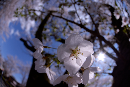 sakura.jpg