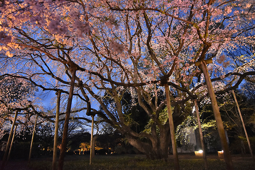 TOKINA AT-X 14-20 F2 PRO DXで撮る街の桜写真｜小河俊哉