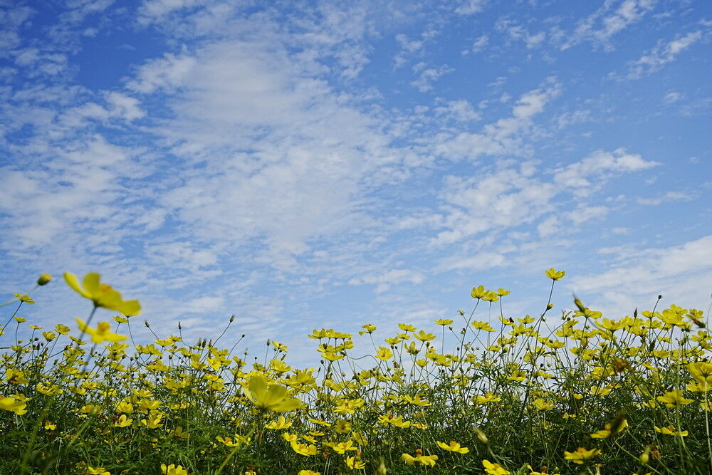 autumn_flowers_pl_02_without.jpg