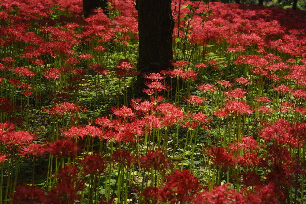 autumn_flowers_pl_03_with.jpg