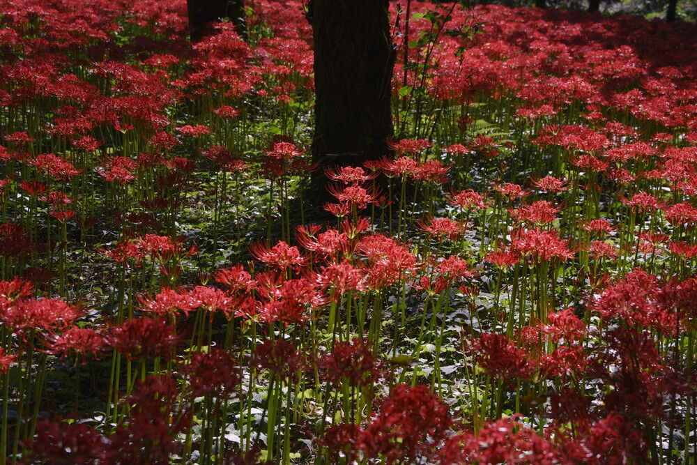 autumn_flowers_pl_03_without.jpg