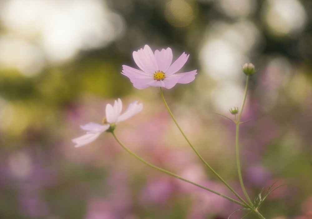 autumn_flowers_soft_02_with.jpg