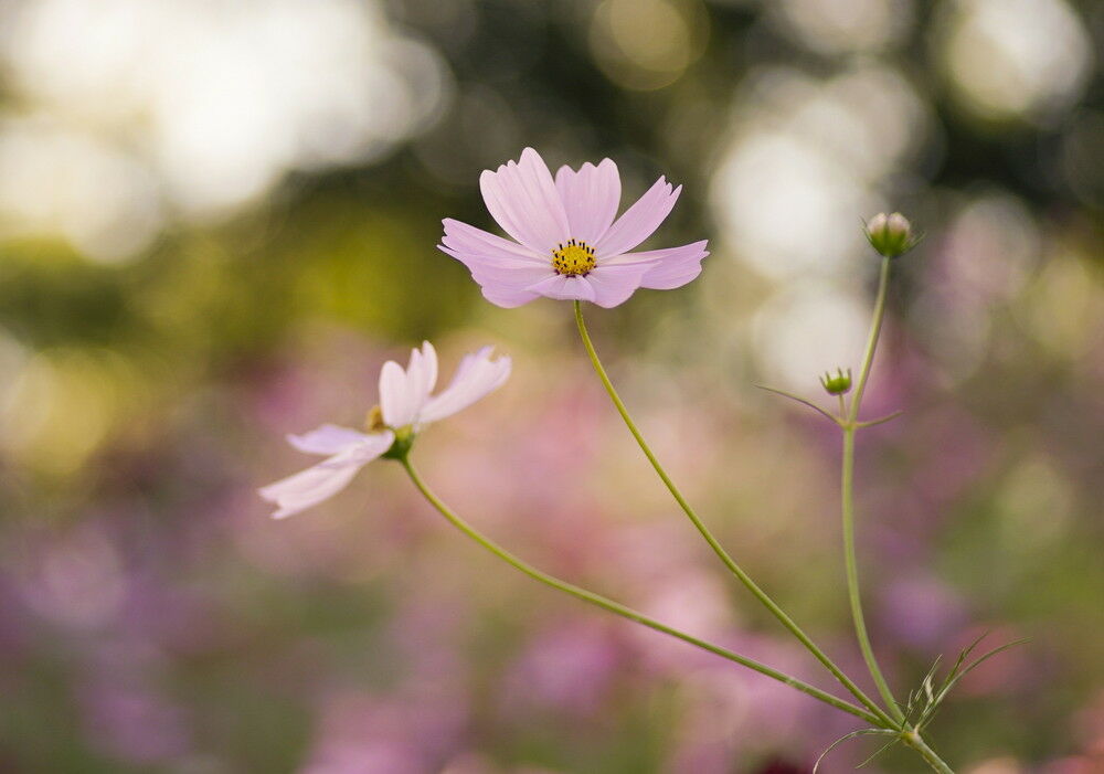 autumn_flowers_soft_02_without.jpg