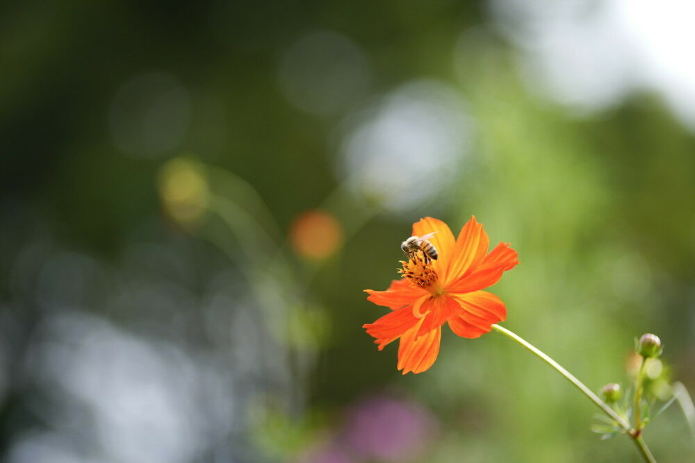 autumn_flowers_soft_03_without.jpg