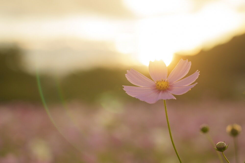 autumn_flowers_soft_04_with.jpg