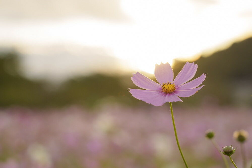 autumn_flowers_soft_04_without.jpg