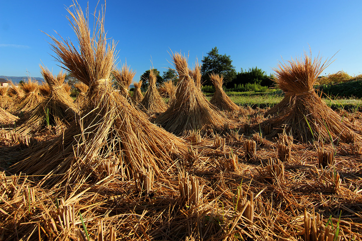 AT-X 12-28 PRO DX × EOS 70D で楽しむ “カメ高秘伝” 広角ズームライブ