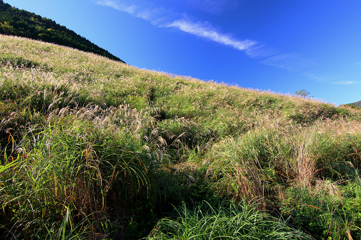 AT-X 12-28 PRO DX × EOS 70D で楽しむ “カメ高秘伝” 広角ズームライブ