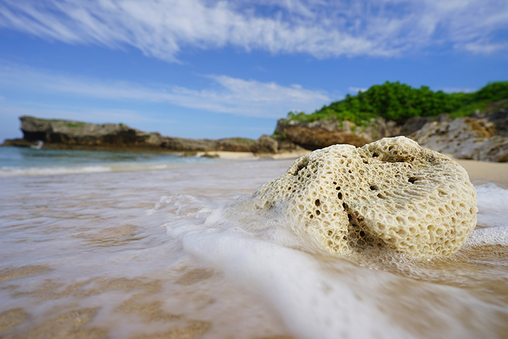 Tokina FíRIN 20mm F2 FE MF 高橋先生作例写真