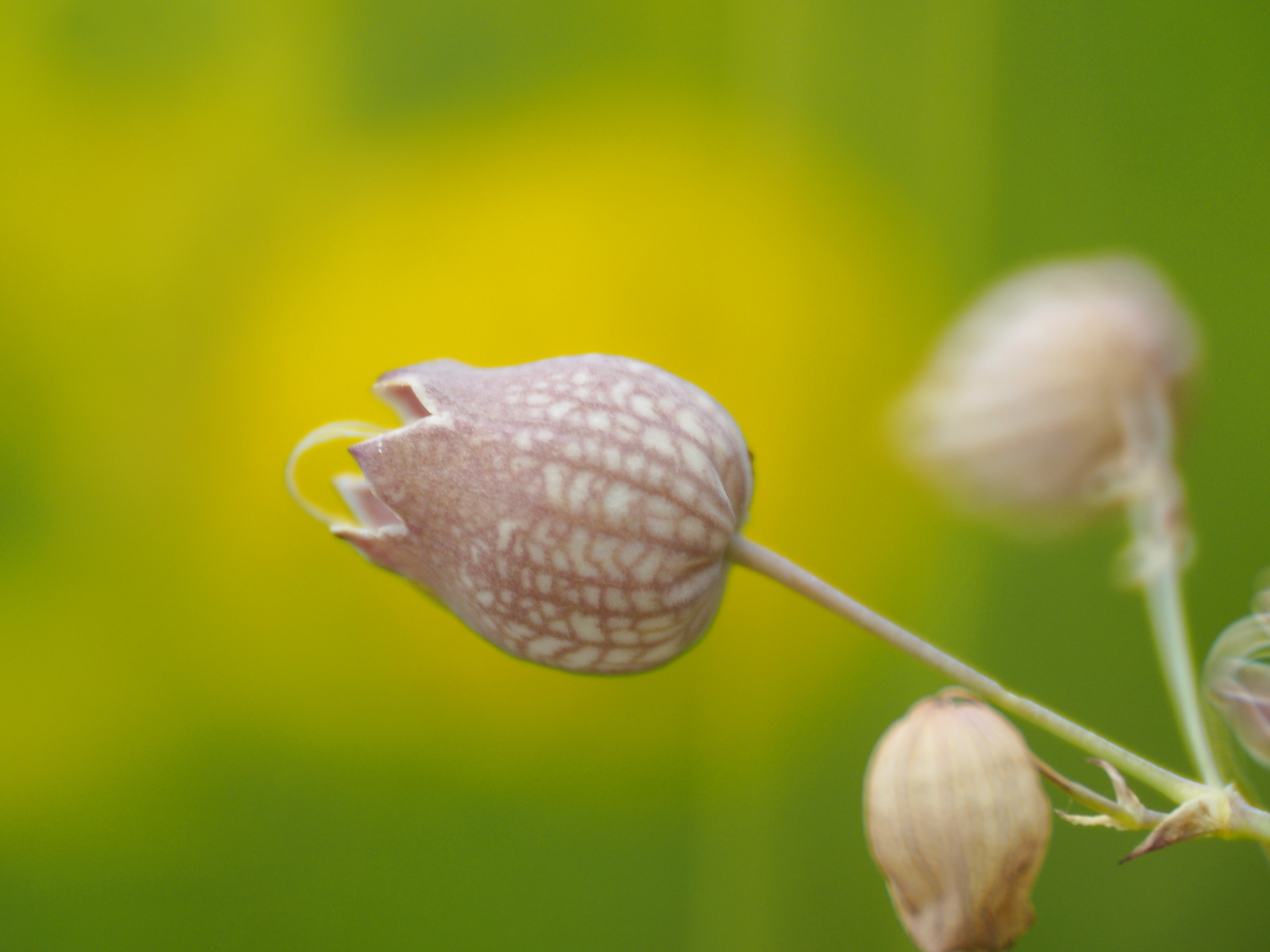 Reflex 300mm F6.3 MF MACRO｜トキナーレンズの高画質をより引き出す技術 - 小河俊哉